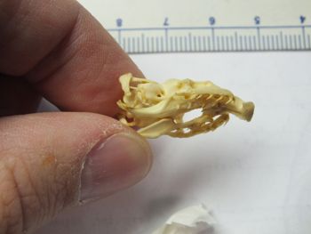 Media type: image;   Herpetology R-4211